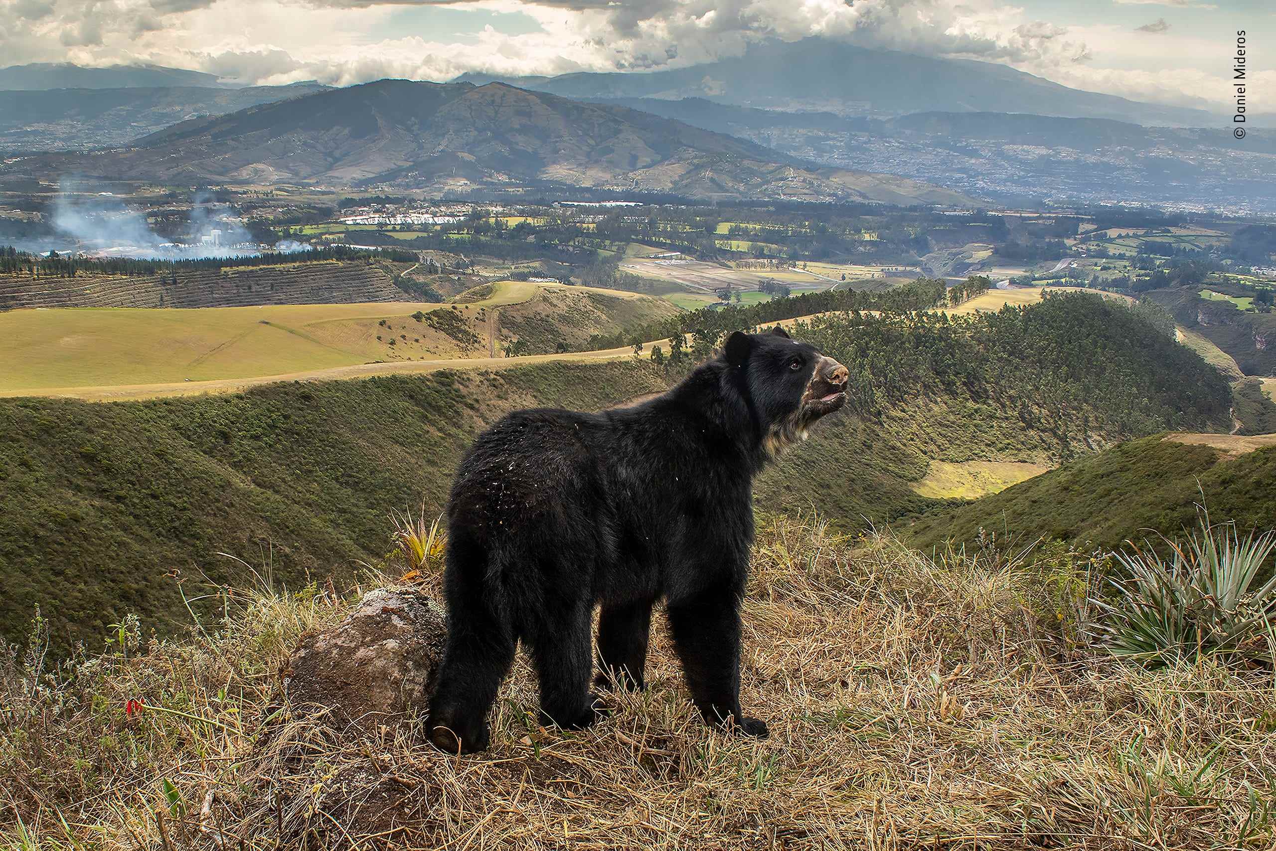 Schwarzbär steht auf einem Hügel über der Stadt
