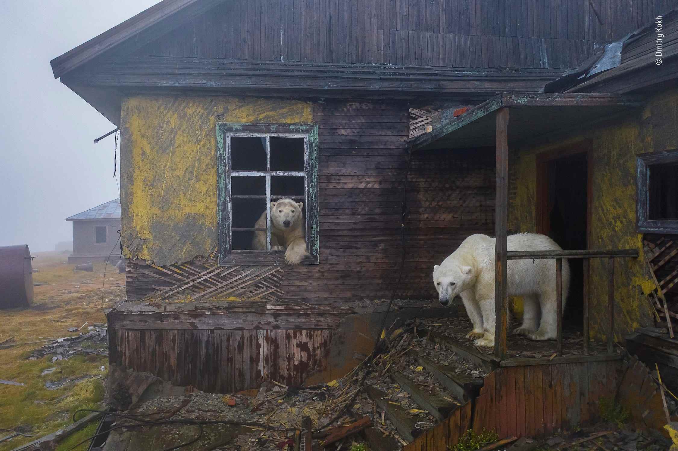 zwei Eisbären in einem heruntergekommenen Haus