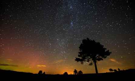 Waldkiefer (Pinus Sylvestris) Silhouette gegen Nachthimmel, Cairngorms National Park