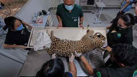 Forscher untersuchen einen Jaguar in Brasilien.