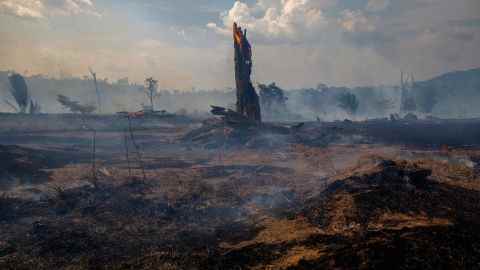 Der vom Menschen verursachte Klimawandel verursacht Waldbrände, die Ökosysteme zerstören und die Artenvielfalt verringern.