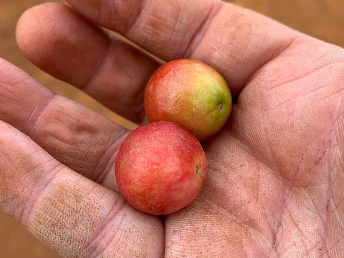 zwei kleine Früchte in der Hand