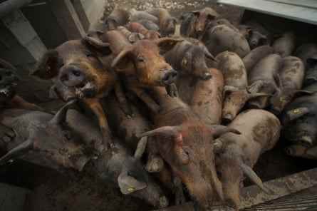 Eine Wurstverarbeitungsfabrik in Spanien, einer der größten Schweinefleischproduzenten der Welt.