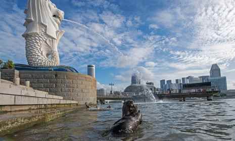 Otter spielen im Wasser neben der Merlion-Statue