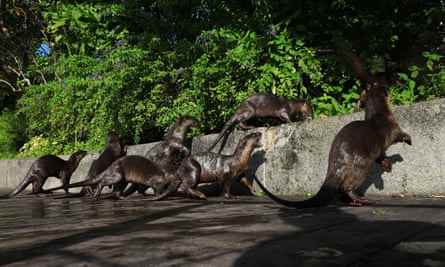 Sieben Otter, die eine Wand erklimmen