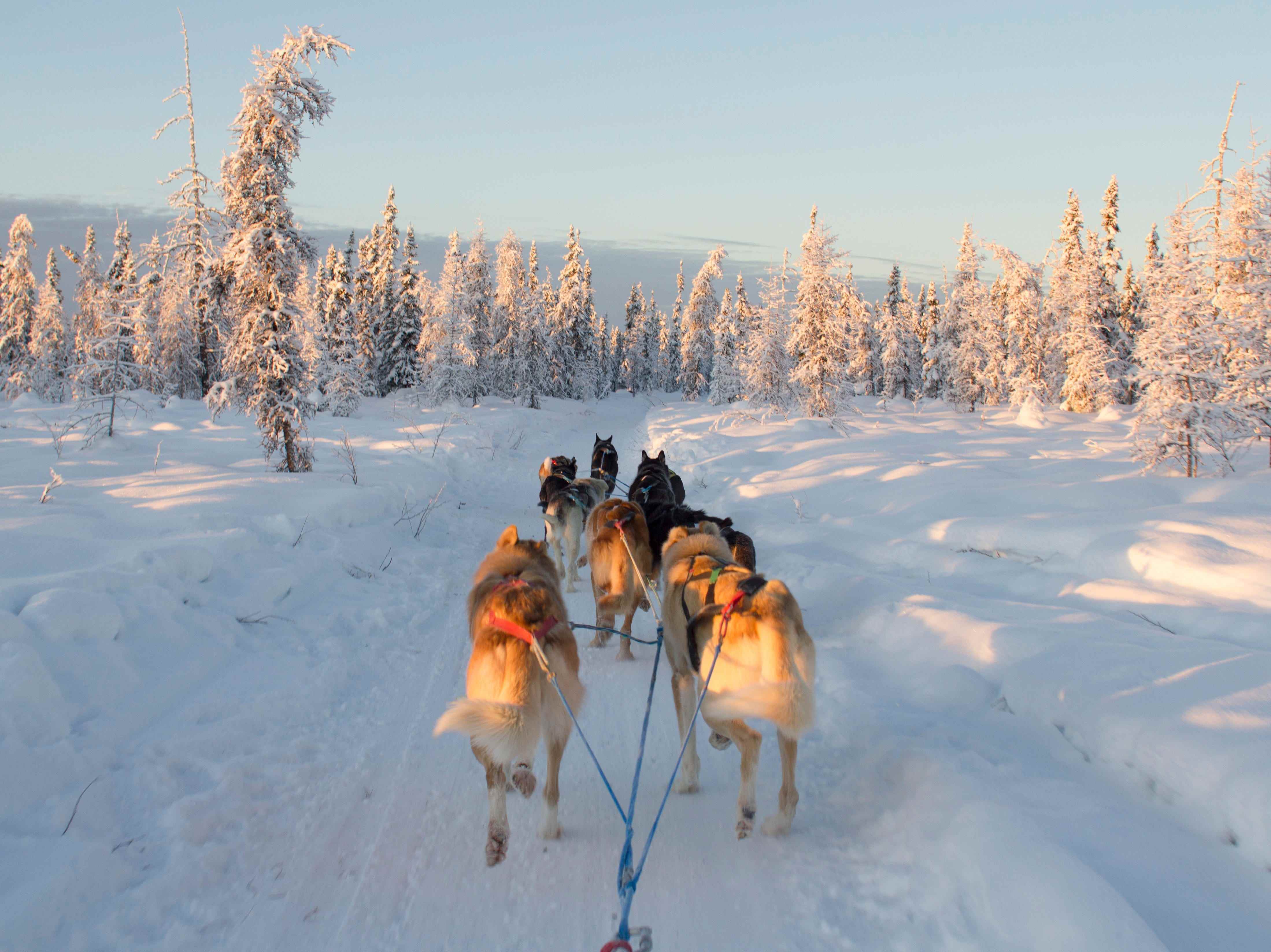 Mehrere Hunde ziehen einen Schlitten durch den Schnee in ein schneebedecktes Baumgebiet