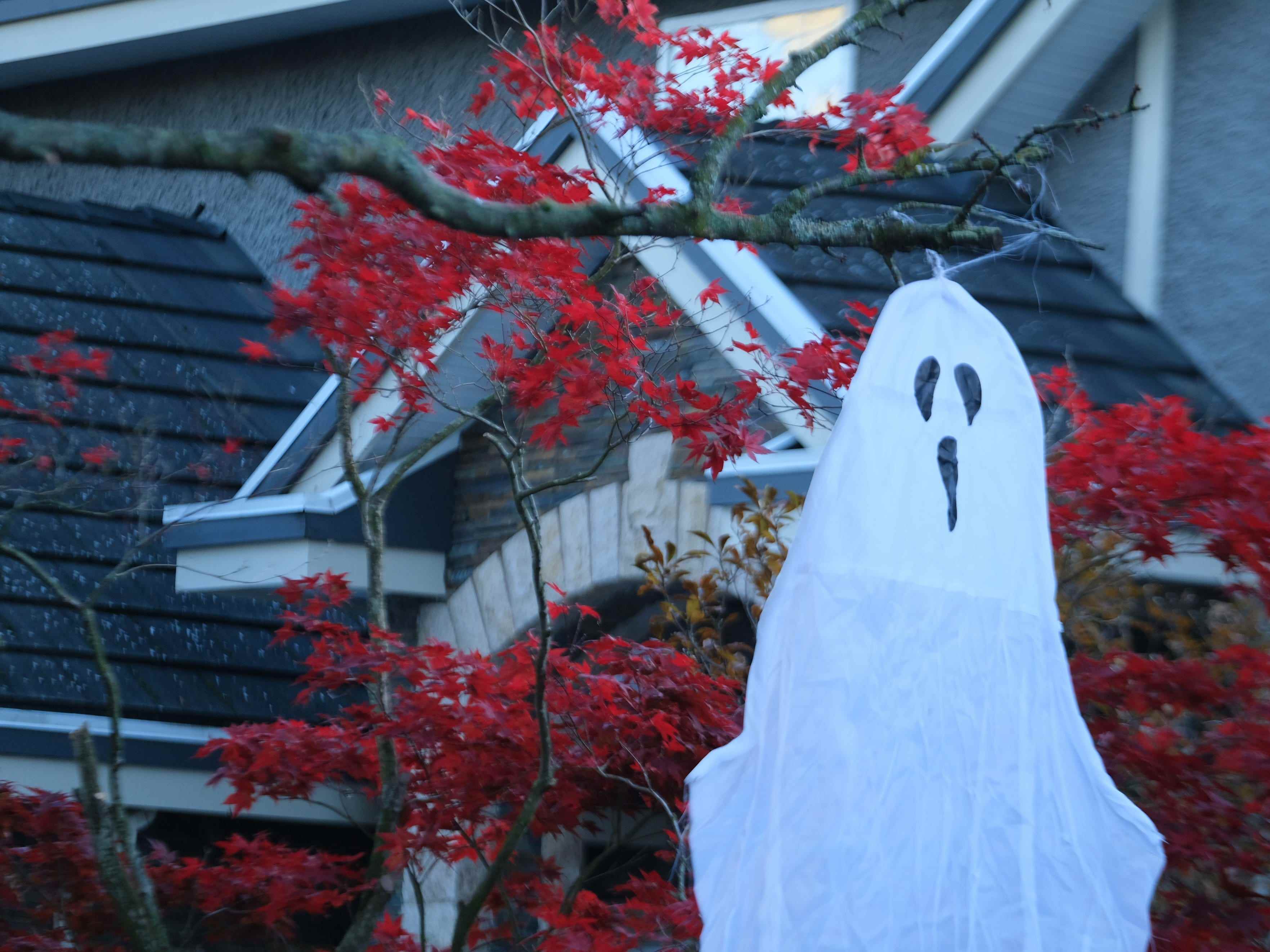 Ein falscher Geist wird während der Halloween-Saison an den Baum eines Hausbesitzers gehängt.