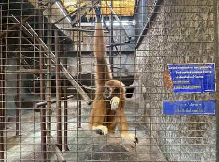 Ein Tier im Pata Zoo in Bangkok, Thailand.  25. Oktober 2022