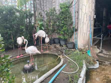 Flamingos in einem Einkaufszentrum in Bangkok, Thailand.  25. Oktober 2022
