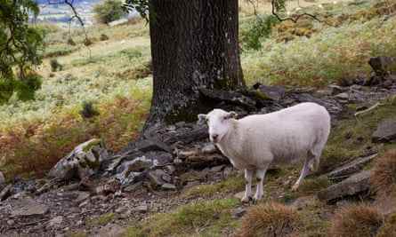 Schafe unter einem Baum