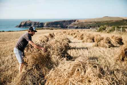 Owen Shiers baut auf einem Feld in der Nähe des Meeres einen Strohhalm aus April-Bartweizen