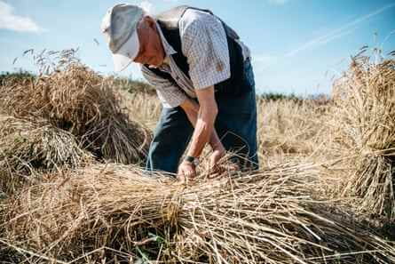 Iwan Evans bindet eine Weizengarbe zusammen