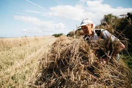 Iwan Evans, der eine Mütze, ein Hemd und eine Weste trägt, sammelt April-Bartweizen von einem abgeernteten Feld