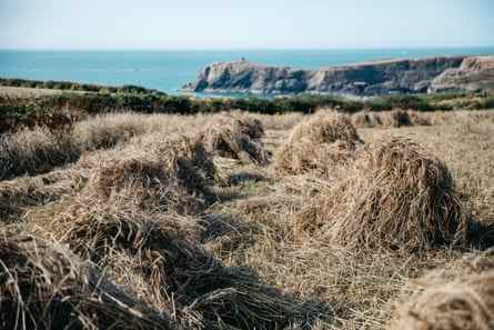 Reihen von Stooks stehen auf einem Feld in der Nähe einer Landzunge an der Küste