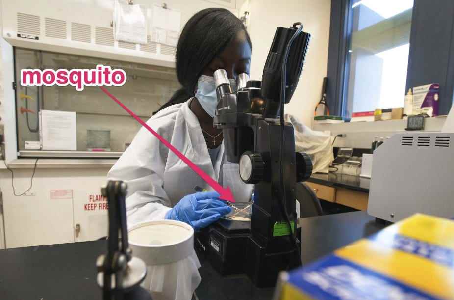 Frau mit Maske seziert Mücken unter dem Mikroskop