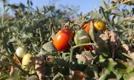 Tomaten hängen an einem Weinstock auf einer Farm in Los Banos, Kalifornien.