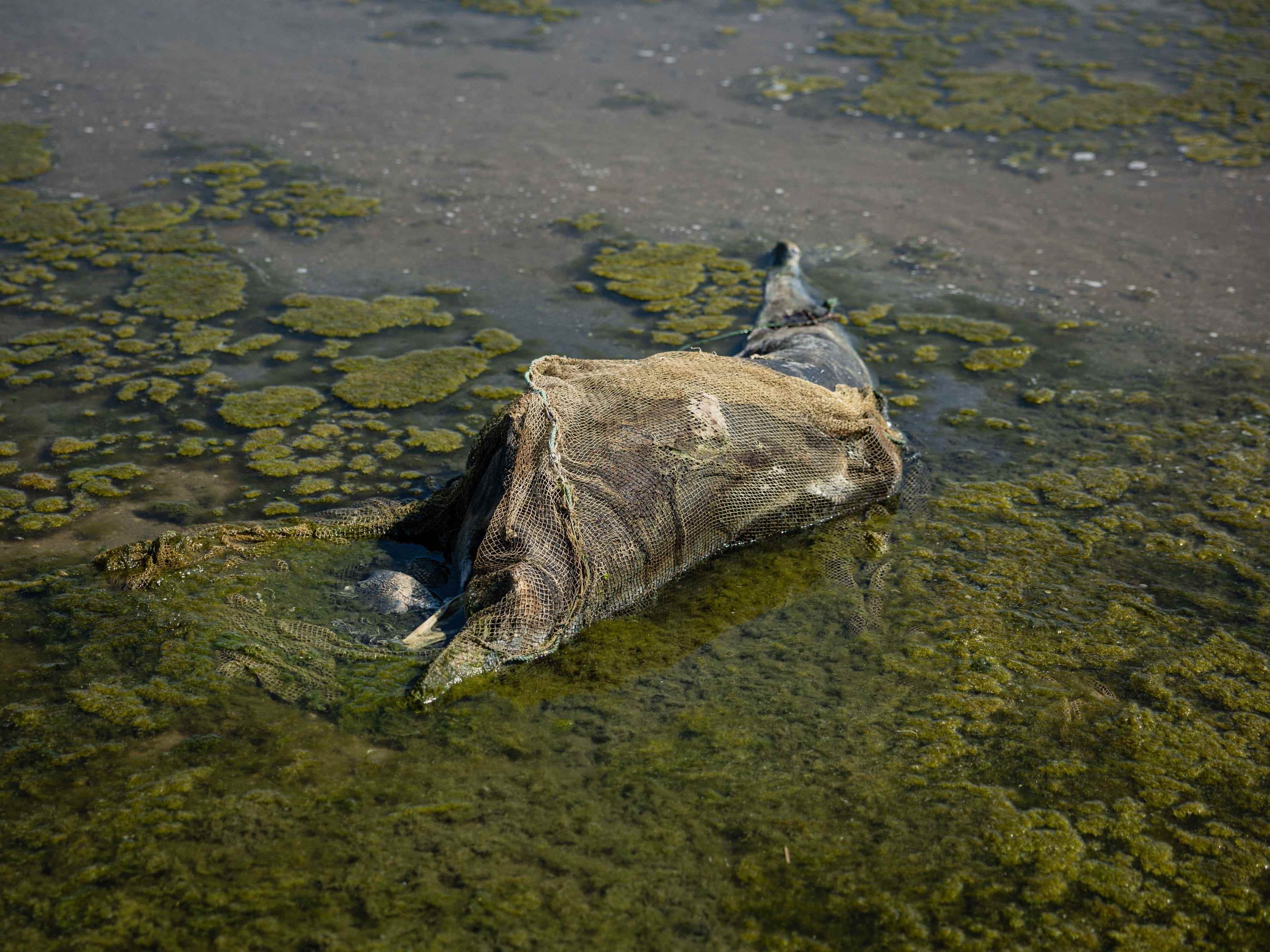 Dieses am 28. August 2022 aufgenommene Foto zeigt einen toten Delfin im Naturpark Limans Tuzly Lagoons National Nature Park in der Nähe des Dorfes Prymorske inmitten der russischen Invasion in der Ukraine.