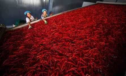 Arbeiter sortieren Chilischoten in einer Genossenschaft in der südwestchinesischen Provinz Guizhou.