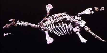 'Eric' war ein kleiner, kurzhalsiger Pliosaurier und wurde 1987 von einem Opalschürfer in Coober Pedy entdeckt. 'Eric' ist eines der vollständigsten bekannten opalisierten Wirbeltiere und wurde 1993 Teil der Fossiliensammlung des Australian Museum Wissenschaftlicher Name: Umoonasaurus demoscyllus