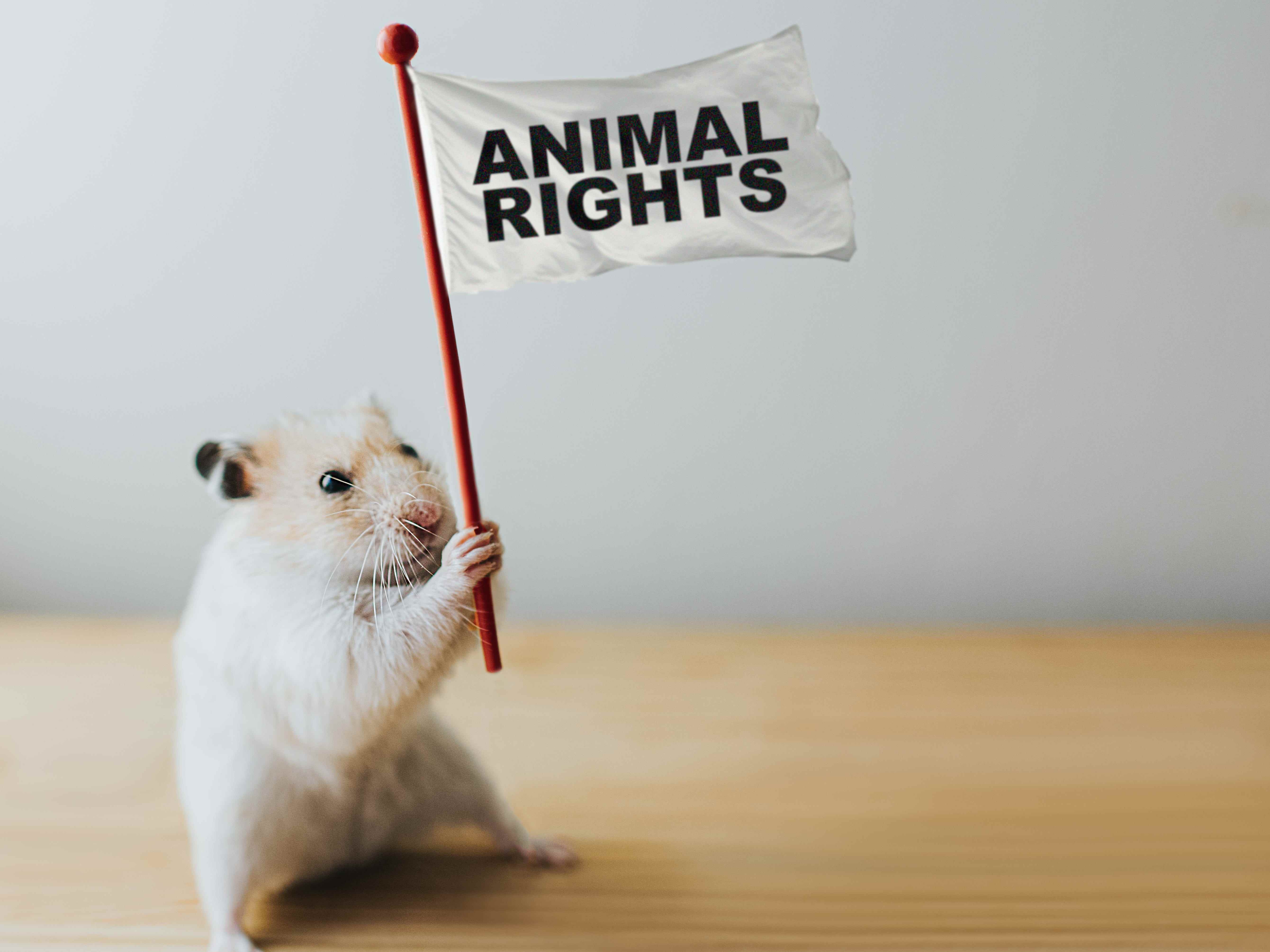 Tierrechte