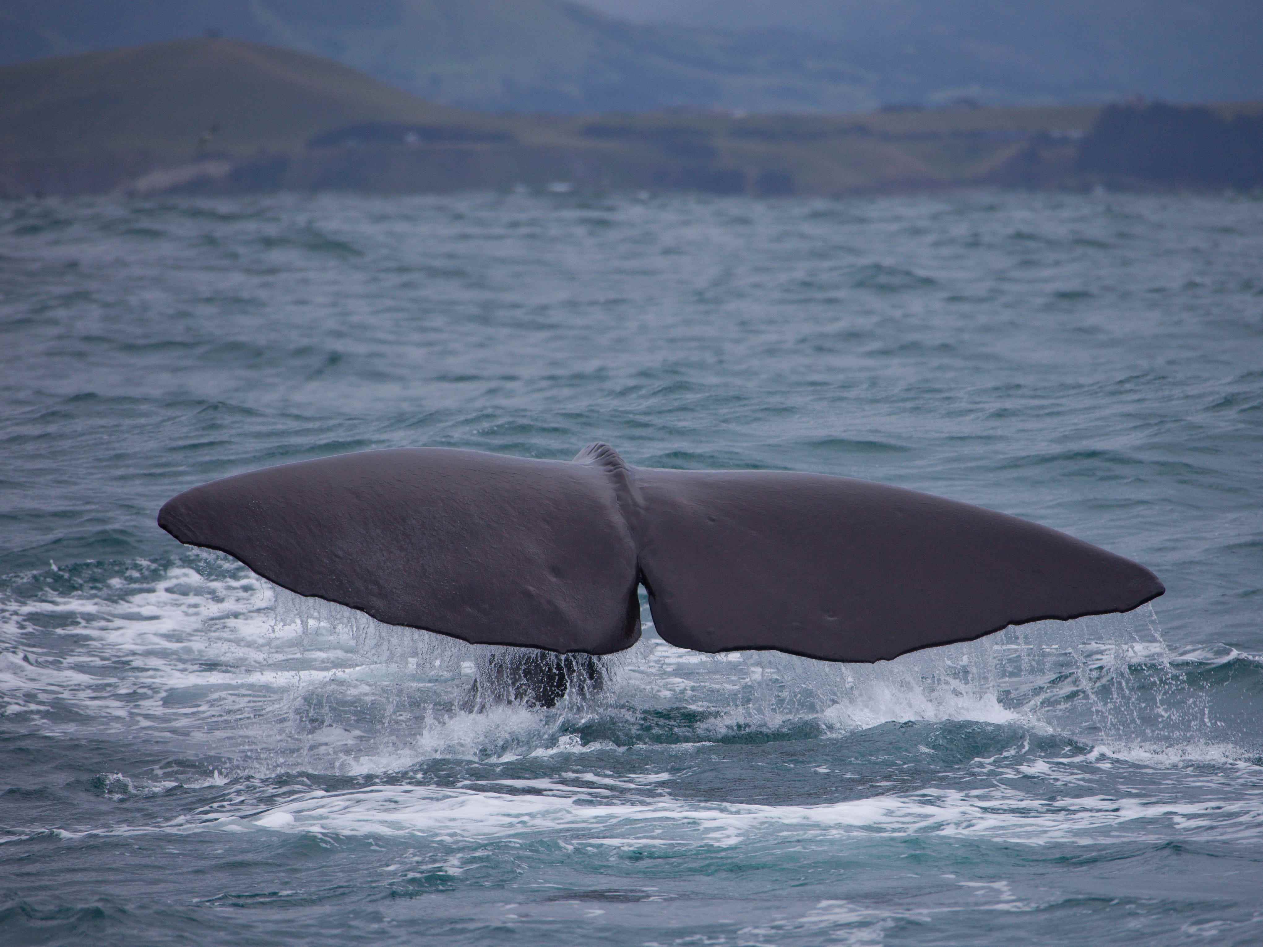 Das Endstück eines Pottwals wird auf einer Bootstour mit Touristen am 7. Dezember 2010 in Kaikoura, Südinsel, Neuseeland, gesehen.
