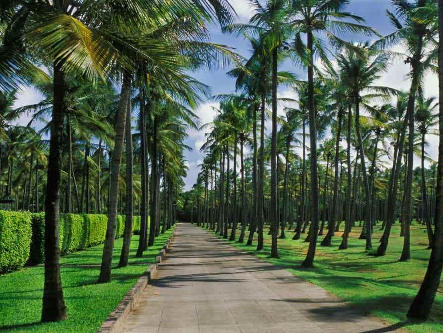 Palmen säumen eine Straße auf Mustique Island.