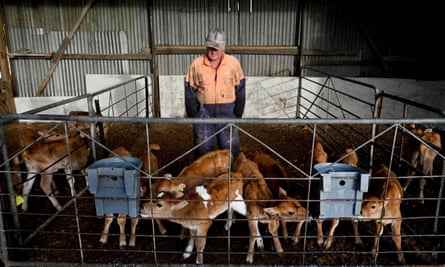 Ein Bauer füttert Kälber auf einem Milchviehbetrieb in der Nähe von Cambridge in der neuseeländischen Region Waikato.