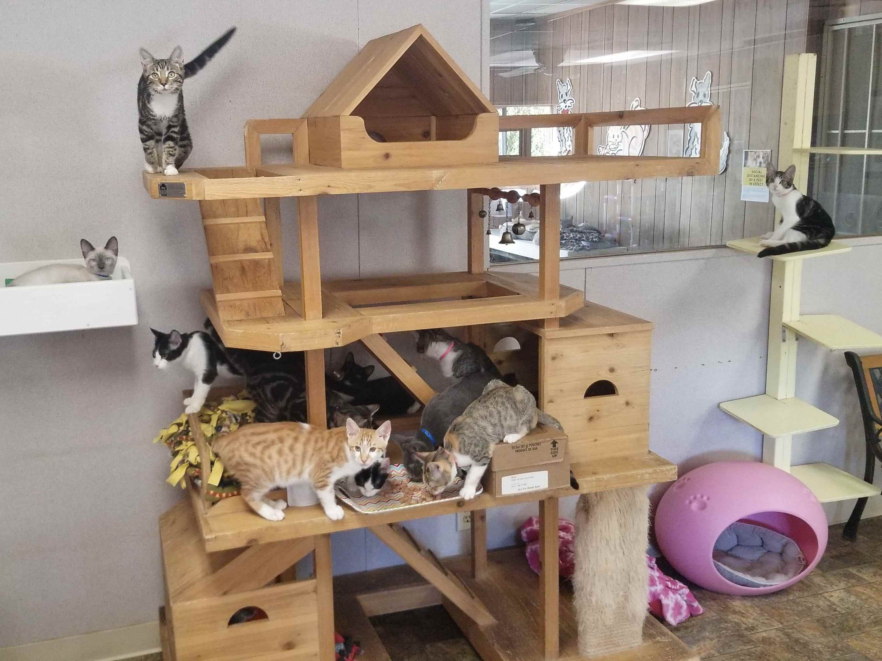 Kätzchen in einem Tierheim