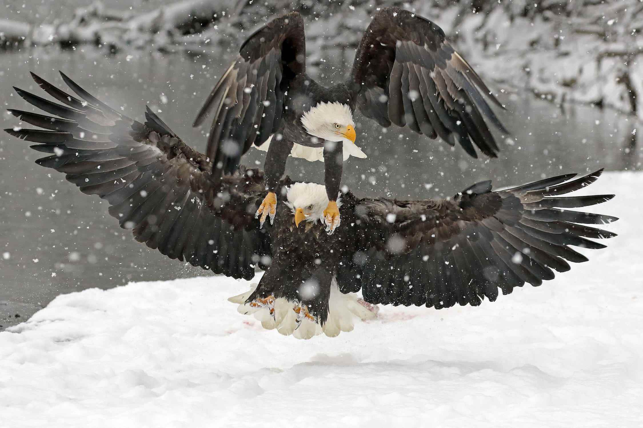 Adler fliegen im Schnee aneinander vorbei