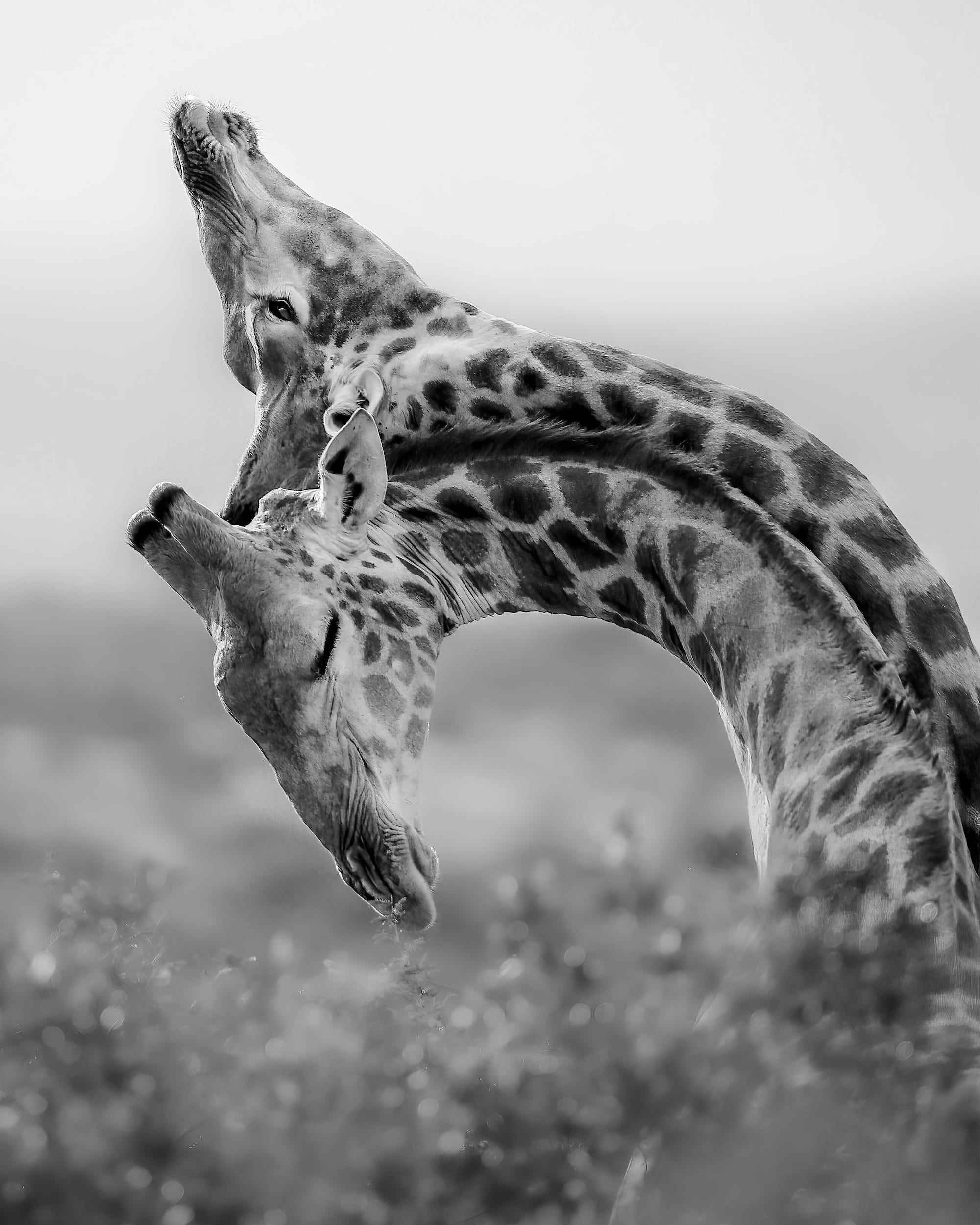 Giraffen pressen kämpfend ihre Hälse zusammen