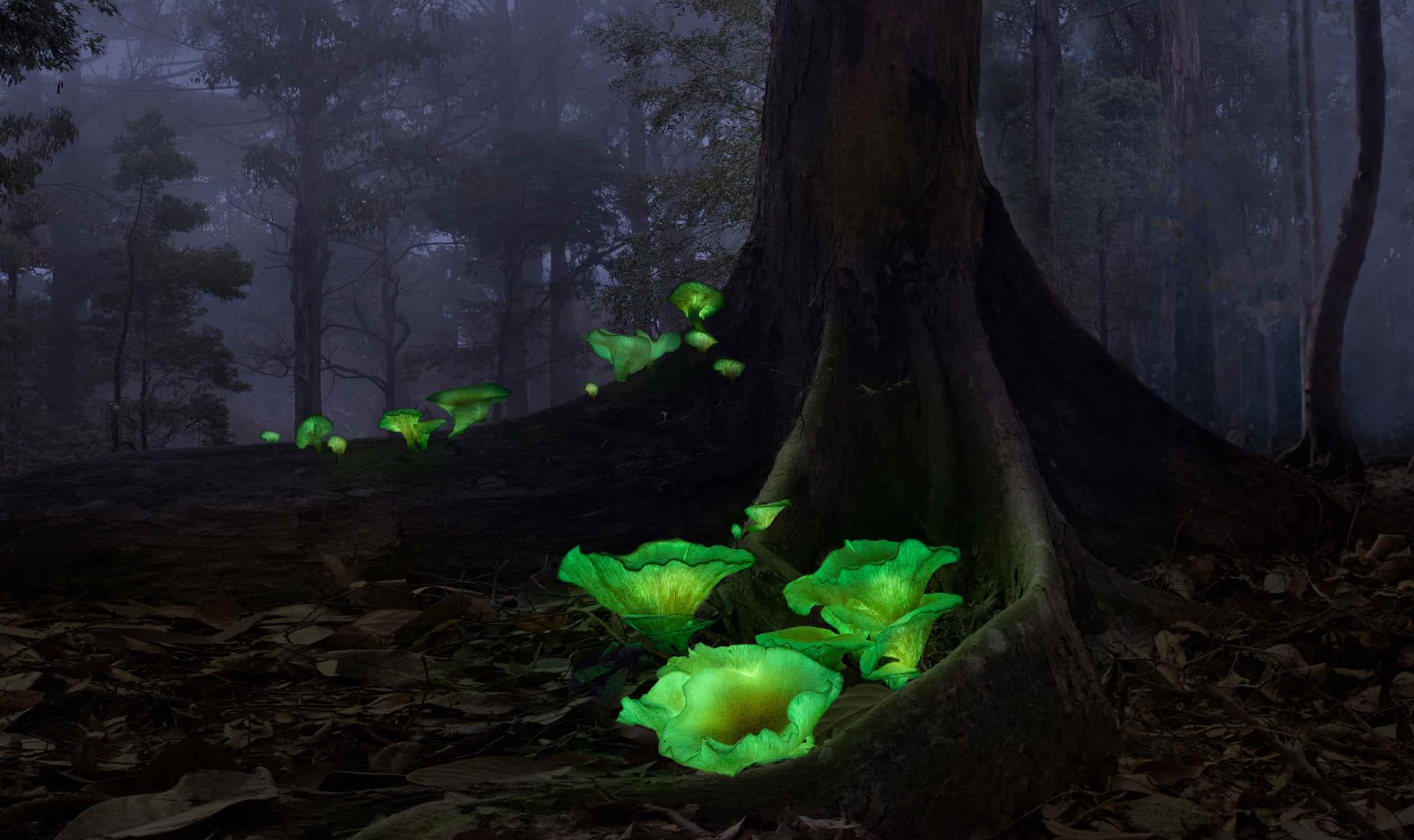 Neongrüne Pilze im dunklen Wald
