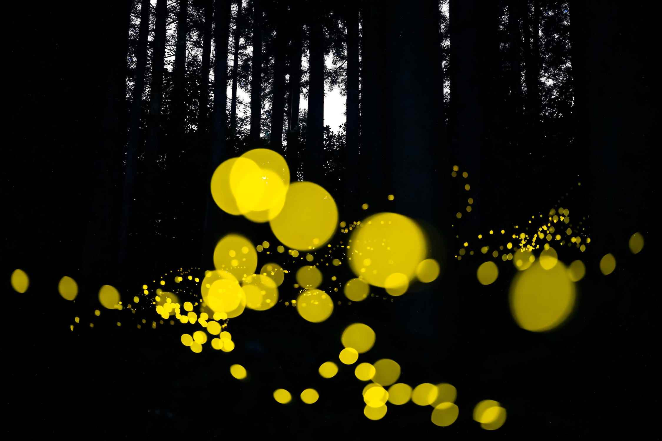 Kreise aus gelbem Licht in dunklen schwarzen Wäldern
