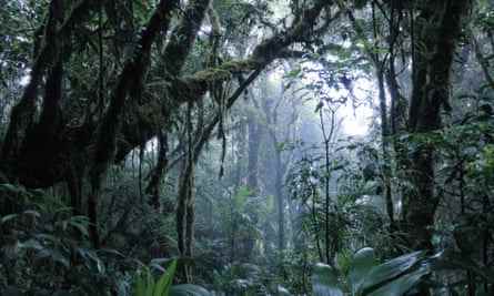 Der Monteverde-Nebelwald beherbergt etwa 3.000 Pflanzenarten sowie eine Vielzahl von Wildtieren.