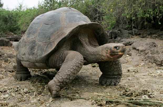 Eine Riesenschildkröte
