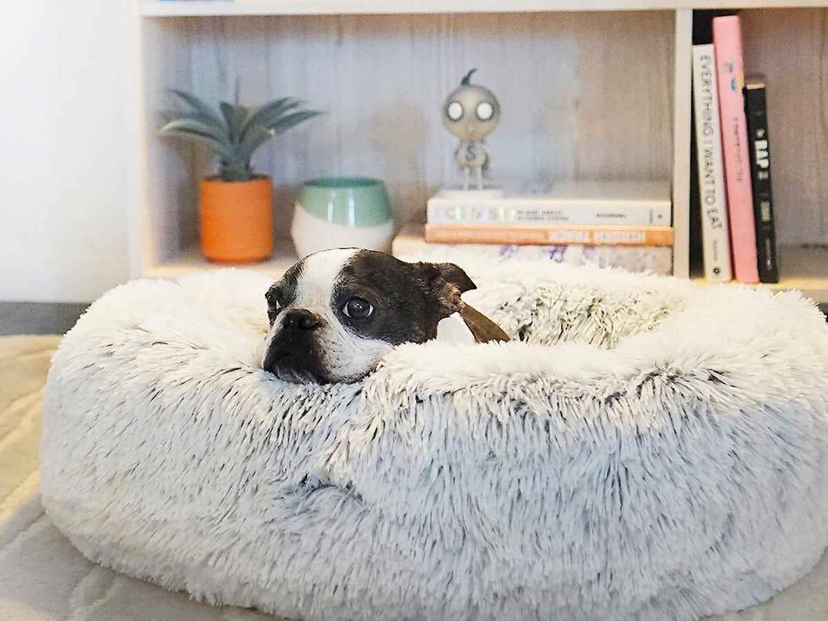 Ein Hund liegt im Best Friends by Sheri Original Calming Donut Hundebett in klein.