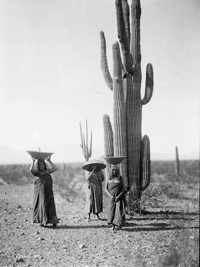 Drei Maricopa-Frauen mit Körben auf dem Kopf stehen neben Saguaro-Kakteen.