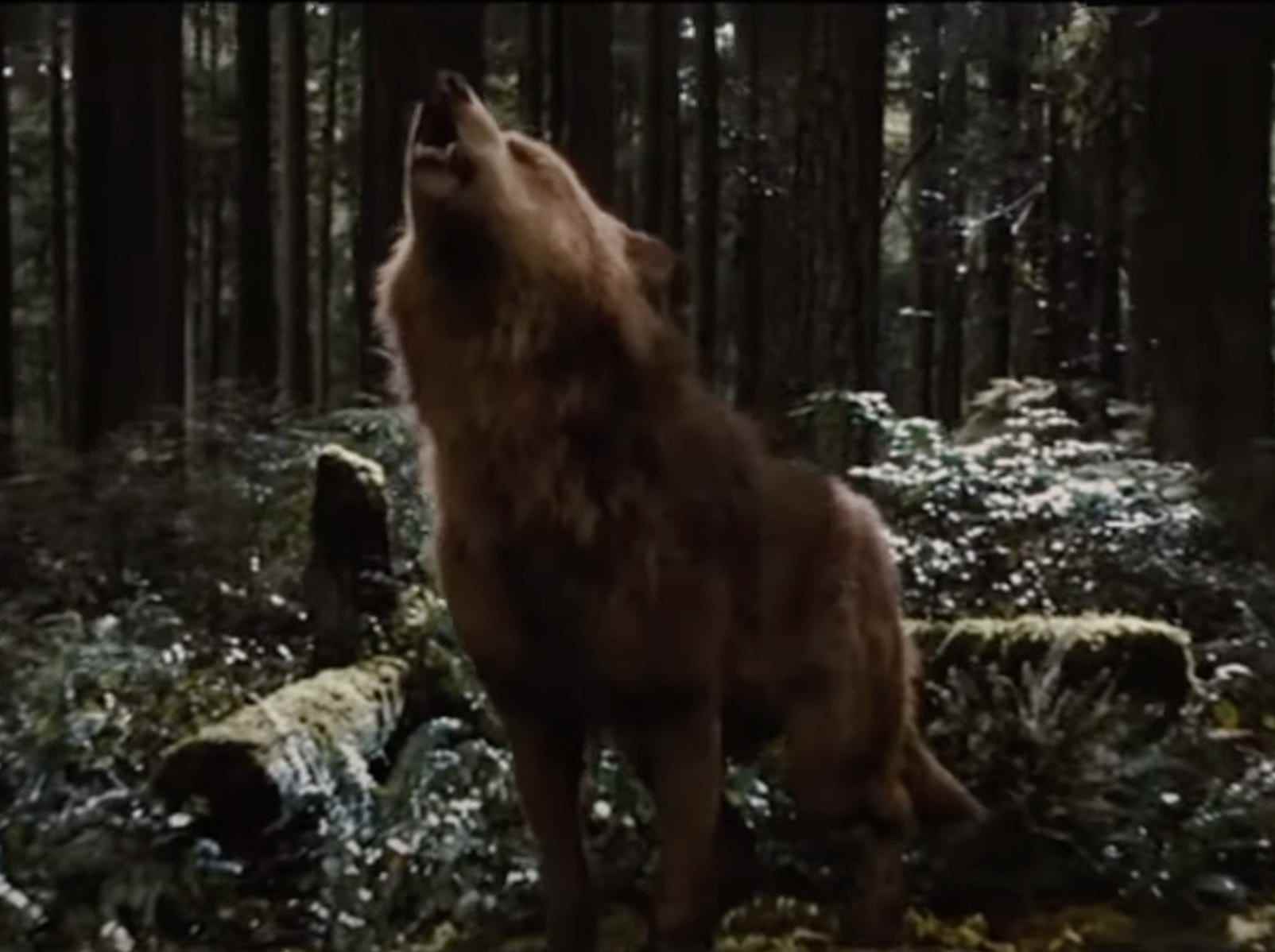 Jacob in seiner braunen Wolfsgestalt heult im Wald beim Zusammenbruch