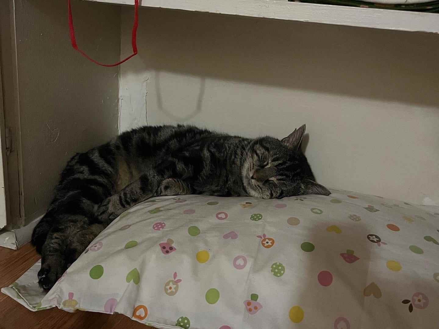Fishtopher, die Katze, die auf einem Kissen in einem Wandschrank schläft