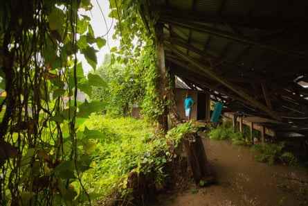 Reben wachsen über einem verlassenen Gebäude in der Kopra-Mühle außerhalb von Savusavu.
