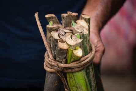 Merremia peltata wird als Schnur verwendet, um Taro-Wurzeln auf dem Savusavu-Markt zusammenzubinden.