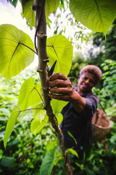 Virisila Tinaniqica schneidet die Merremia-Peltata-Ranken von ihren Cassava-Pflanzen ab.