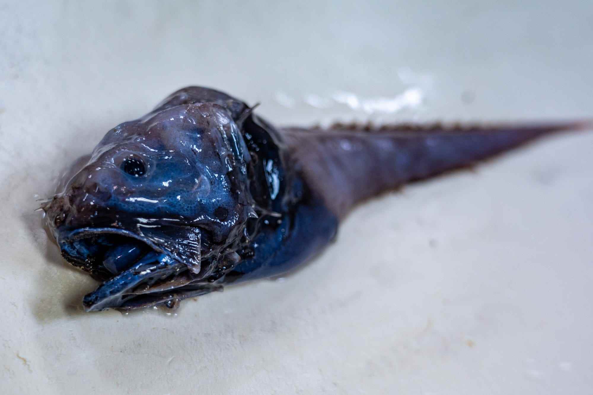 Bony-eared Assfish