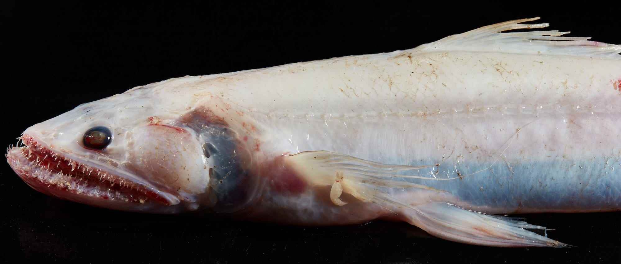 Hochflossen-Eidechsenfisch