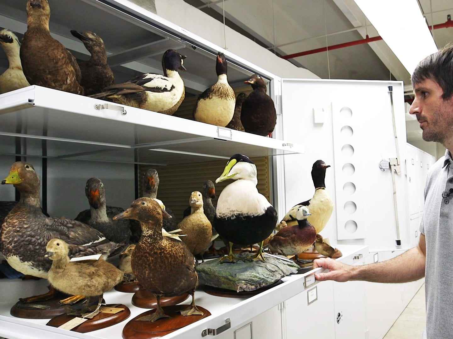 Museumsspezialist Jacob Saucier zeigt Schubladen mit berittenen Enten.