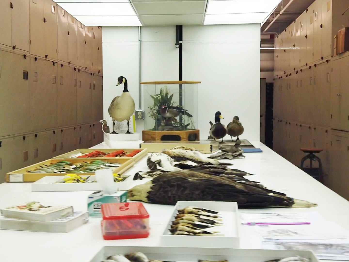 Ein Tisch mit Vogelproben im Smithsonian National Museum of Natural History.