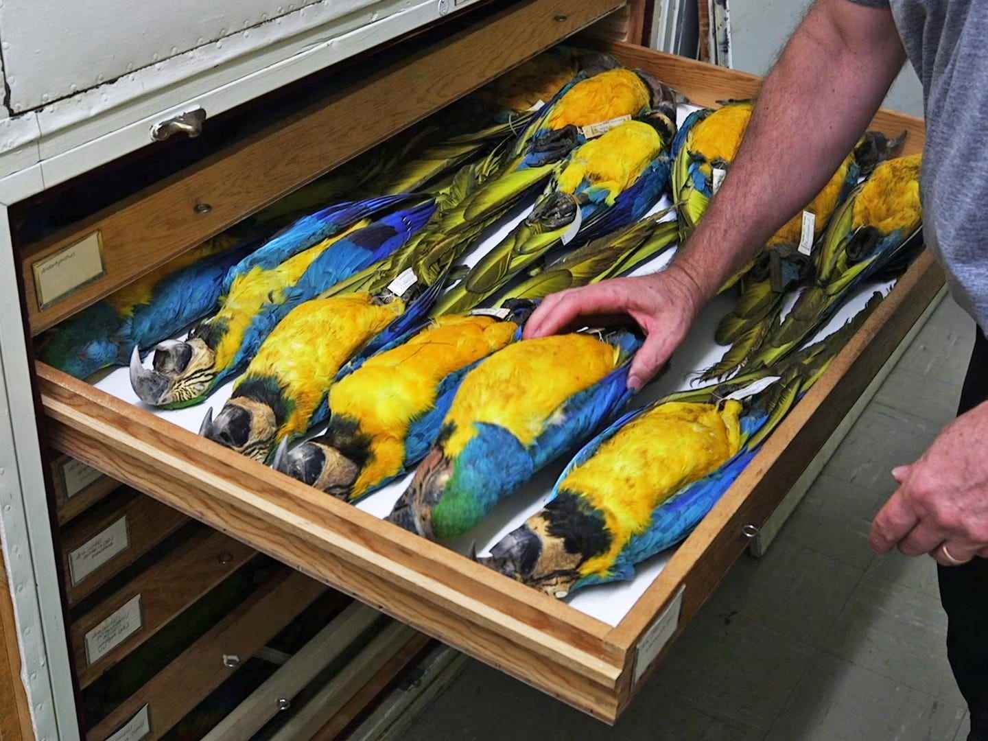 Eine Schublade mit blau-gelben Ara-Exemplaren.