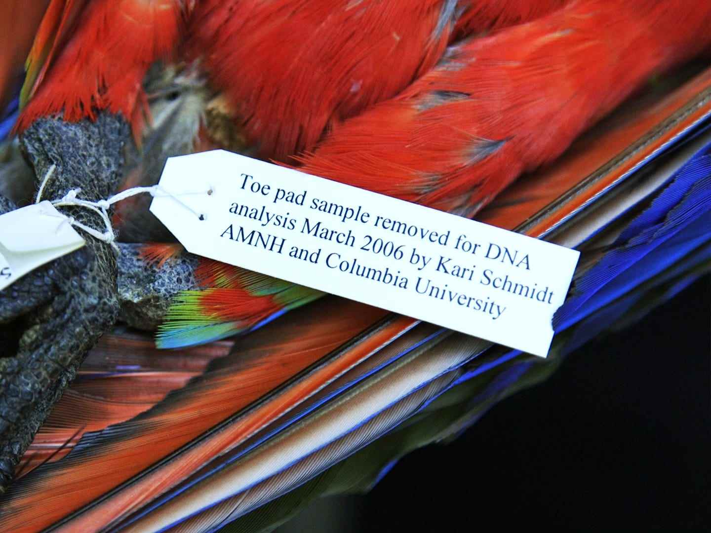 Nahaufnahme eines Etiketts, das beschreibt, welche Arbeiten an dem scharlachroten Ara-Exemplar durchgeführt wurden.