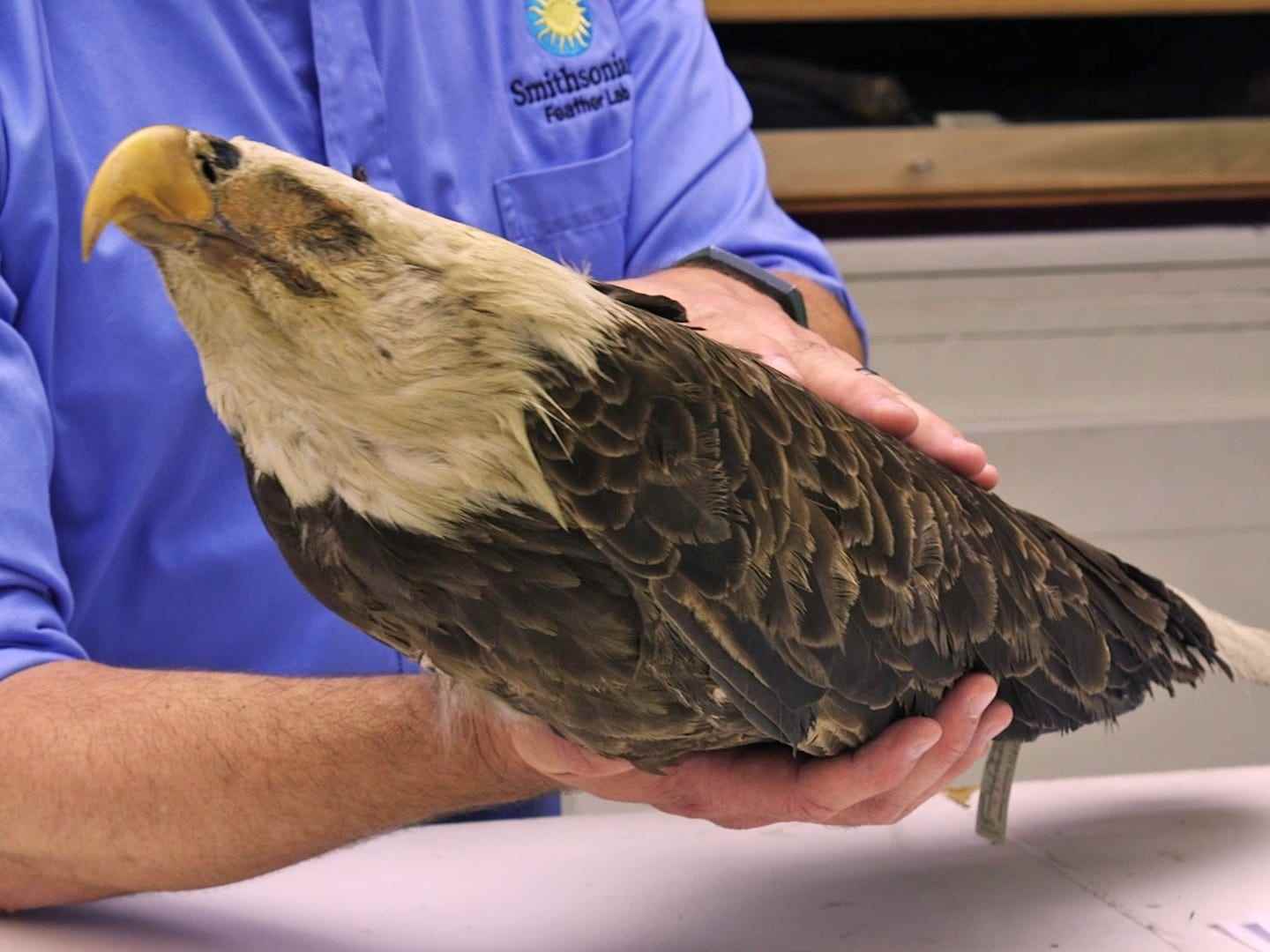 Ein Weißkopfseeadler-Exemplar, das von Jim Whatton, einem Forschungsassistenten des Feather Identification Lab-Teams, gehalten wird.