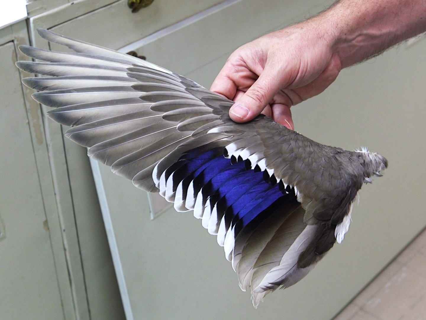 Ein Flügelexemplar einer Stockente, das größtenteils grau, ein wenig weiß und etwas blau schillernd ist.
