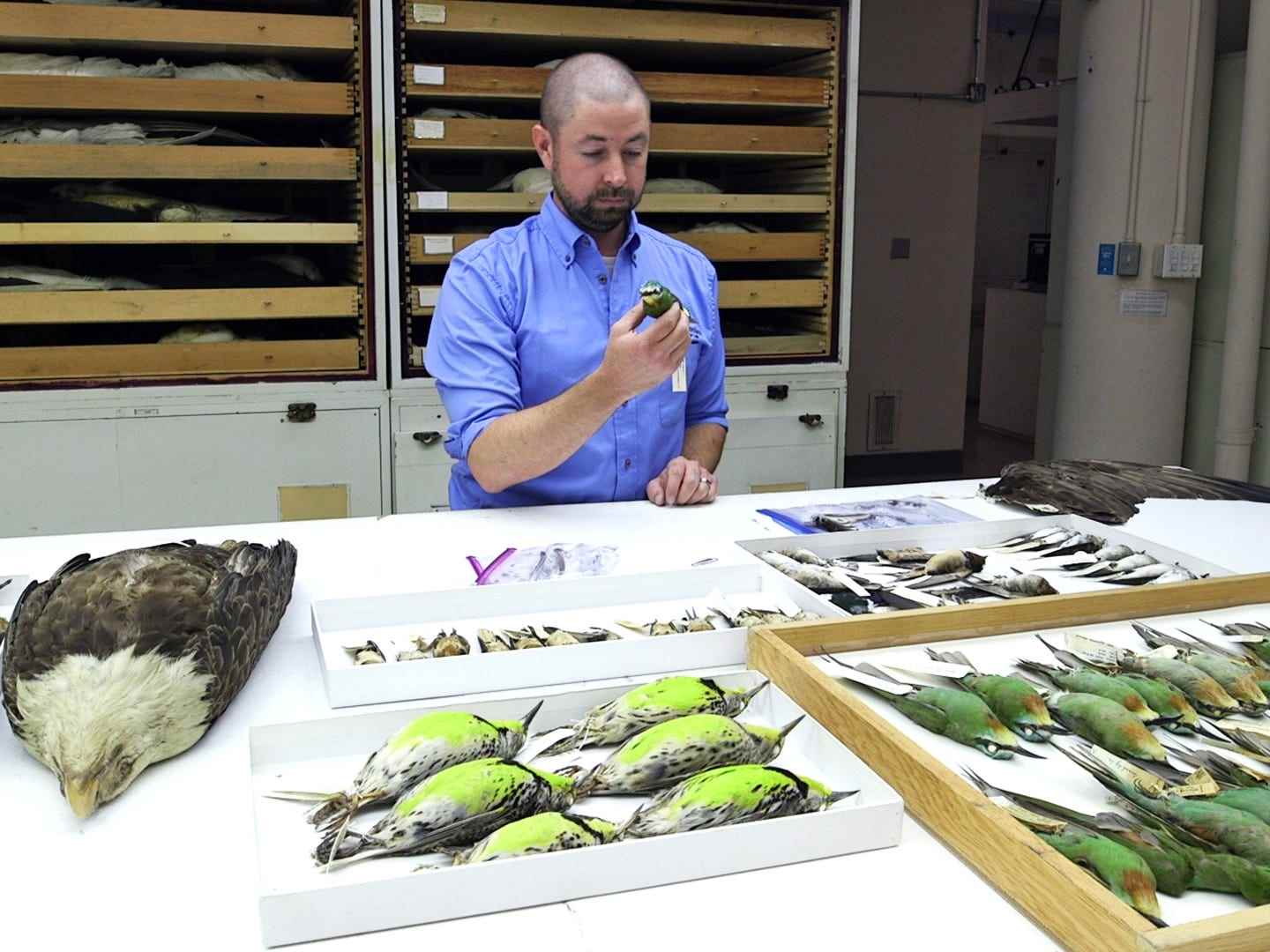Jim Whatton hält ein blauwangiges Bienenfresserexemplar hoch, das er hinter einem Tisch mit Schubladen mit Vogelexemplaren präpariert hat.